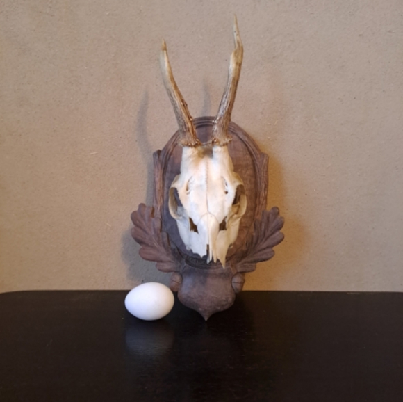 Carved Wooden Hunting Trophy Board with Skull and Small Deer Antlers - Picture 2 of 5